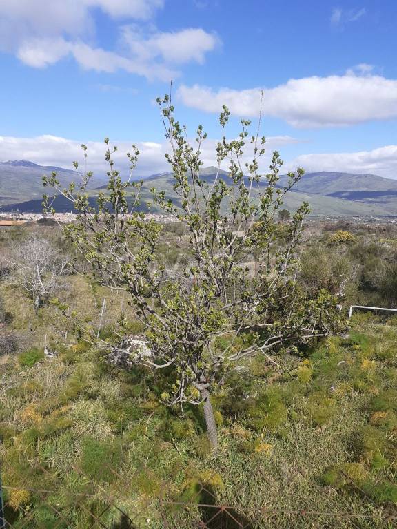 casa indipendente in vendita a Castiglione di Sicilia