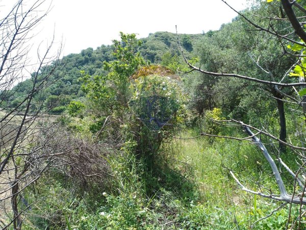 terreno agricolo in vendita a Castiglione di Sicilia in zona Gravà