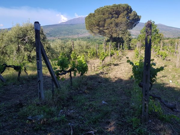 terreno agricolo in vendita a Castiglione di Sicilia