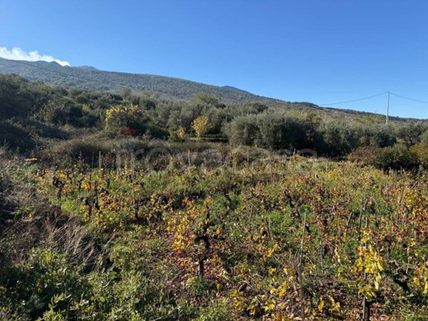terreno agricolo in vendita a Castiglione di Sicilia in zona Solicchiata