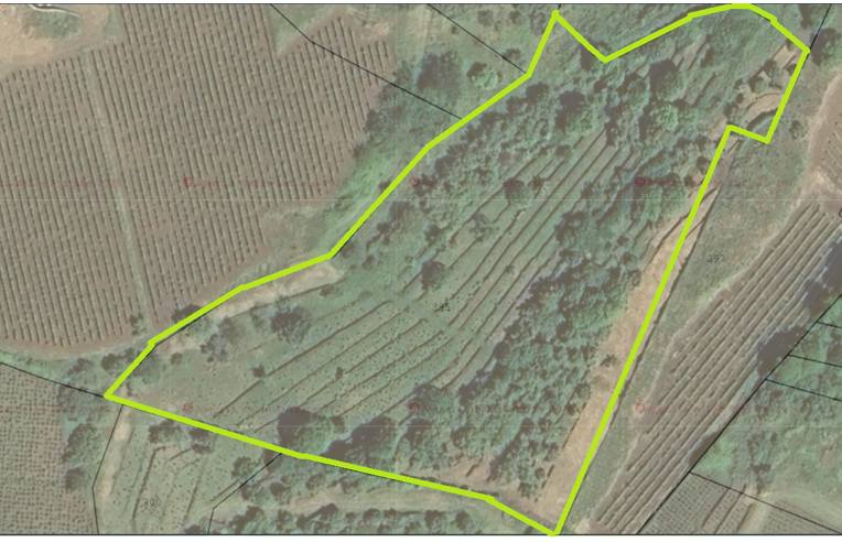 terreno agricolo in vendita a Castiglione di Sicilia in zona Solicchiata