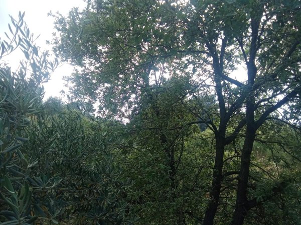 casa indipendente in vendita a Castiglione di Sicilia