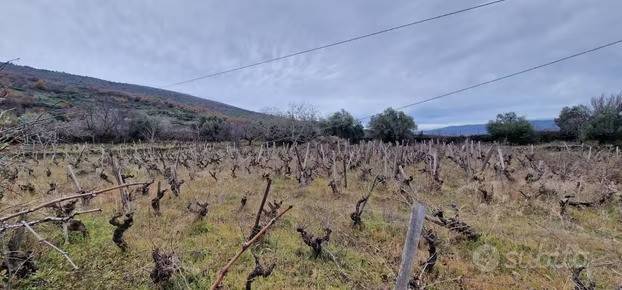 terreno agricolo in vendita a Castiglione di Sicilia