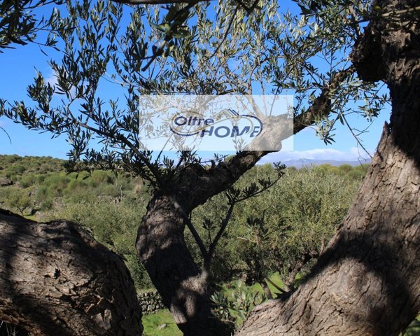 terreno agricolo in vendita a Castiglione di Sicilia in zona Verzella