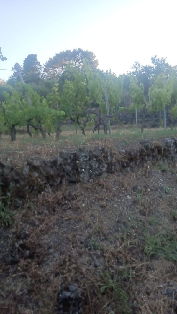 terreno in vendita a Castiglione di Sicilia in zona Rovittello