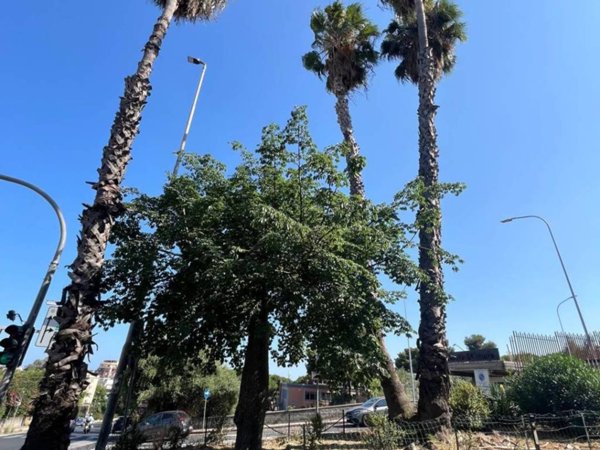 appartamento in vendita a Catania in zona Cibali