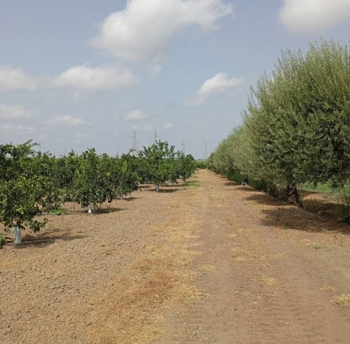 casa indipendente in vendita a Catania in zona Librino