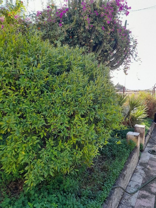 casa indipendente in vendita a Catania