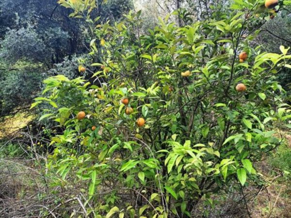 casa indipendente in vendita a Catania