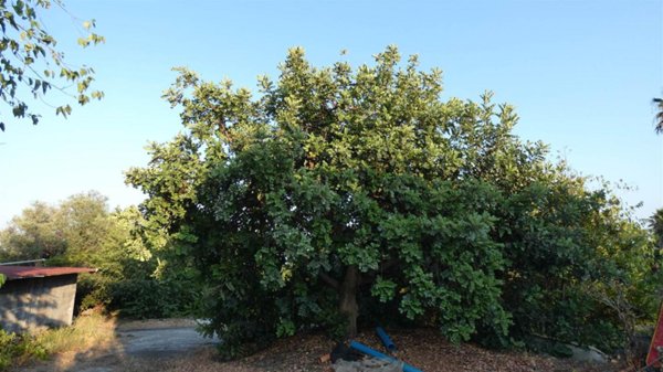 terreno agricolo in vendita a Fiumefreddo di Sicilia