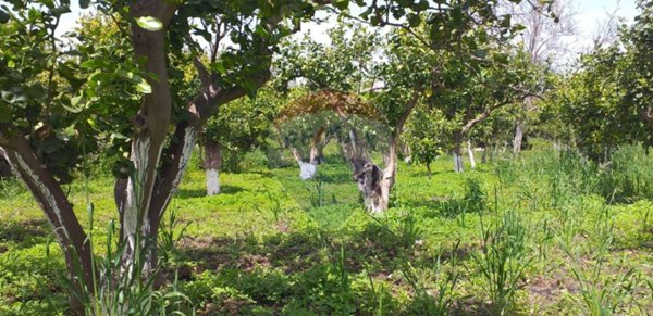 rudere in vendita a Fiumefreddo di Sicilia in zona Civì