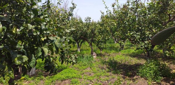 terreno agricolo in vendita a Fiumefreddo di Sicilia in zona Civì