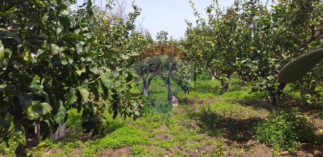 terreno agricolo in vendita a Fiumefreddo di Sicilia