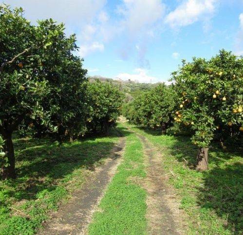 terreno agricolo in vendita a Fiumefreddo di Sicilia