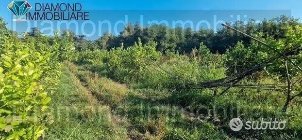 terreno agricolo in vendita a Fiumefreddo di Sicilia