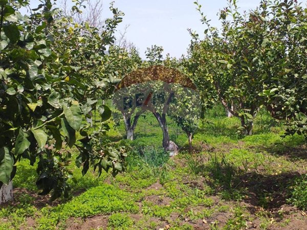 terreno agricolo in vendita a Fiumefreddo di Sicilia