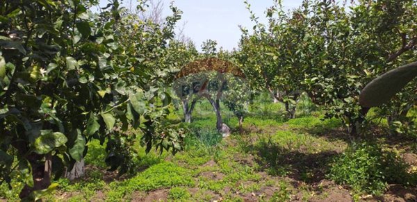 terreno agricolo in vendita a Fiumefreddo di Sicilia