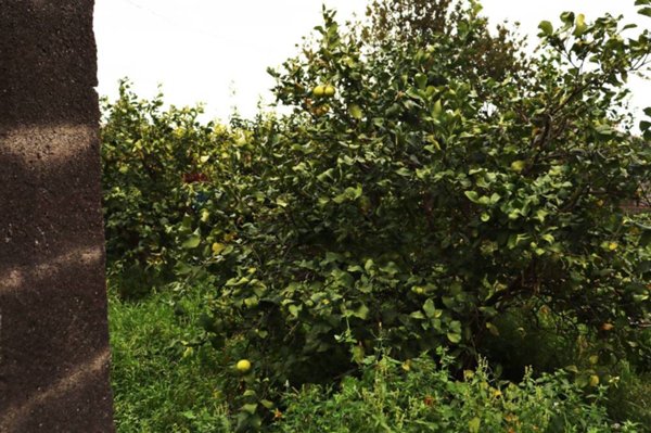 terreno agricolo in vendita a Fiumefreddo di Sicilia in zona Civì