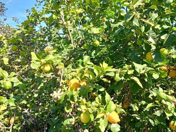terreno agricolo in vendita a Giarre