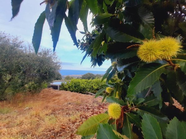 terreno agricolo in vendita a Giarre in zona San Giovanni Montebello