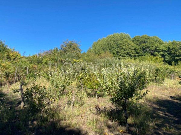 terreno agricolo in vendita a Giarre in zona Miscarello