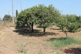terreno agricolo in vendita a Giarre