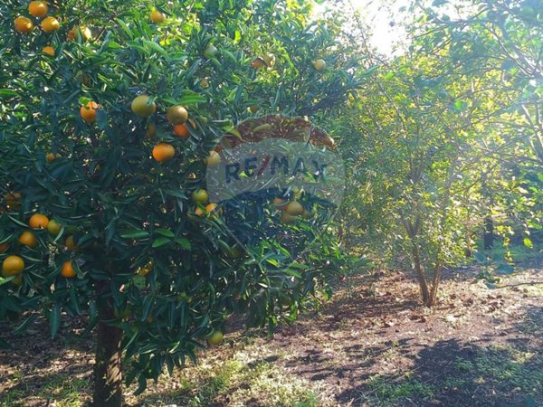 terreno agricolo in vendita a Giarre in zona Trepunti
