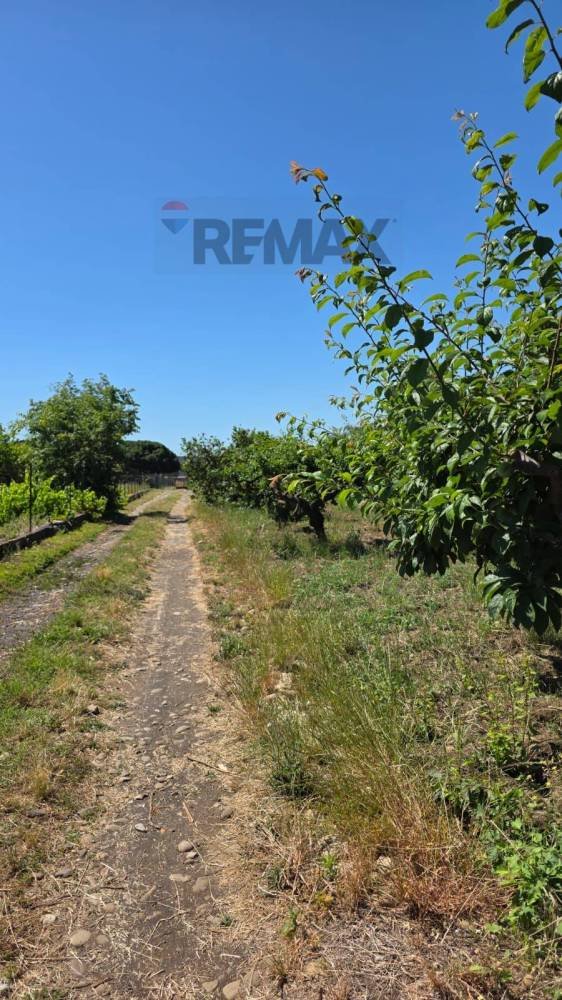 terreno agricolo in vendita a Giarre in zona Trepunti