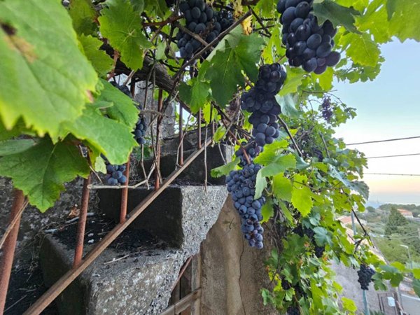 casa indipendente in vendita a Giarre