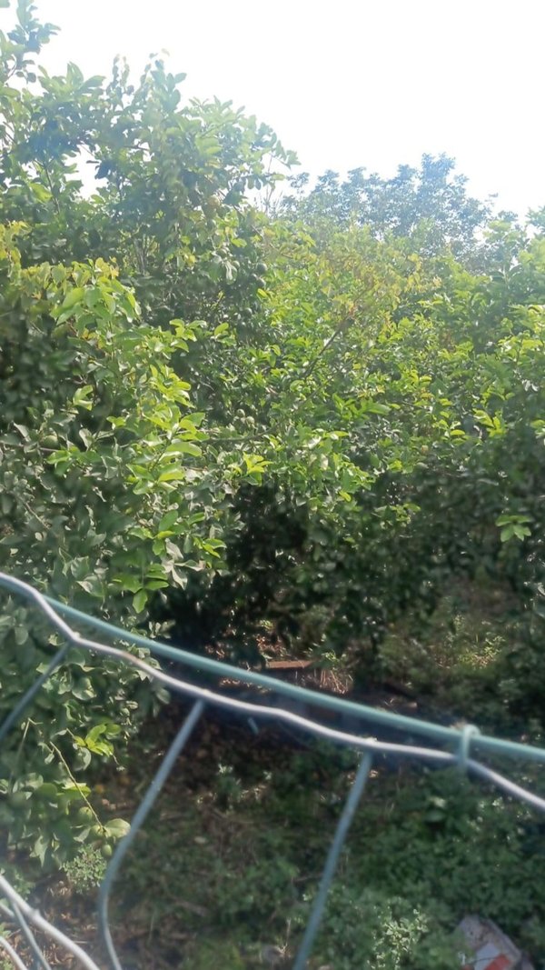 terreno in vendita a Giarre