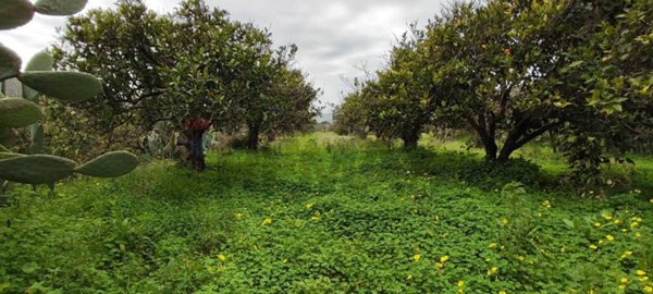 casa indipendente in vendita a Grammichele