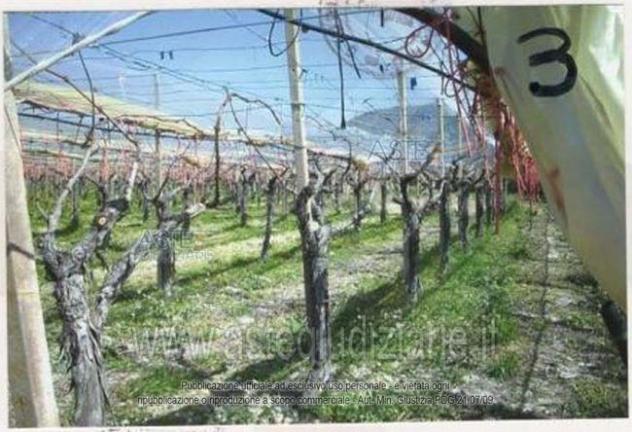 terreno agricolo in vendita a Licodia Eubea
