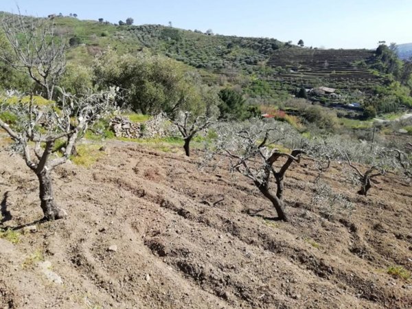 terreno agricolo in vendita a Linguaglossa