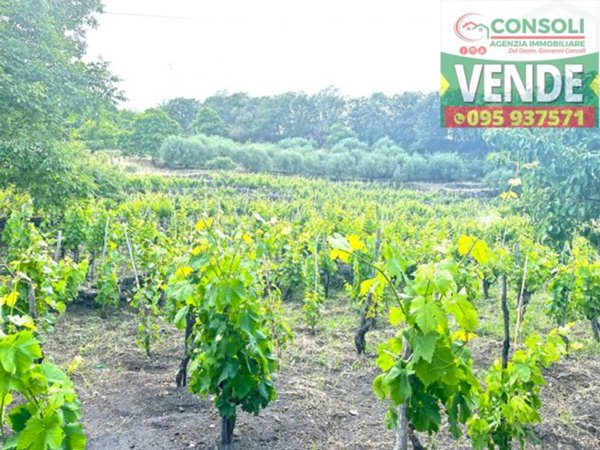 terreno agricolo in vendita a Linguaglossa
