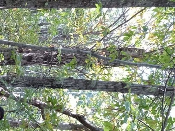 rudere in vendita a Linguaglossa