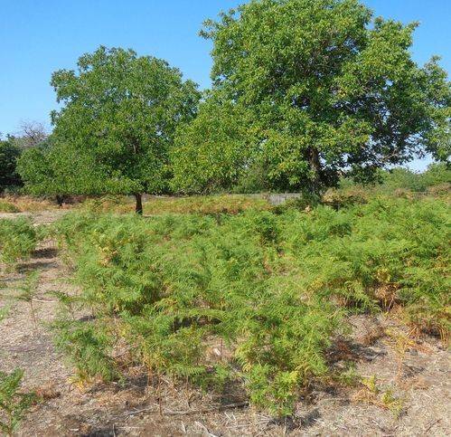 terreno agricolo in vendita a Maletto
