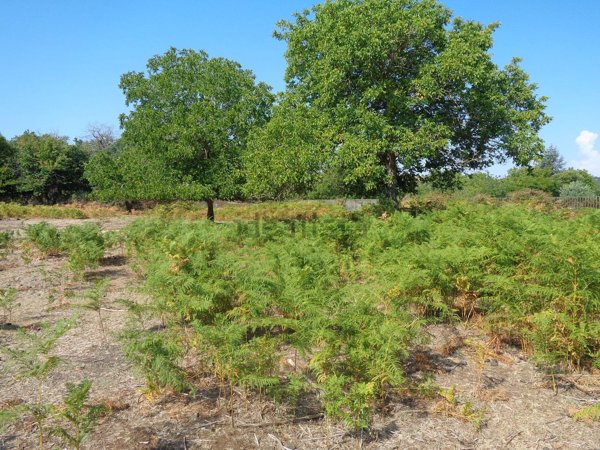 terreno agricolo in vendita a Maletto