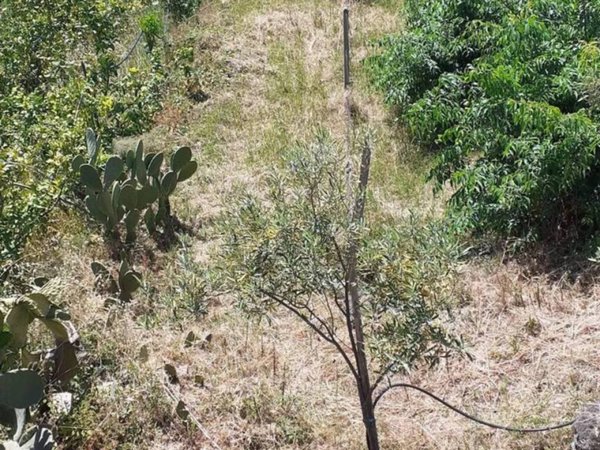 terreno agricolo in vendita a Mascali