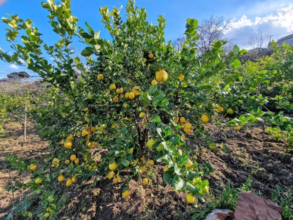 terreno agricolo in vendita a Mascali