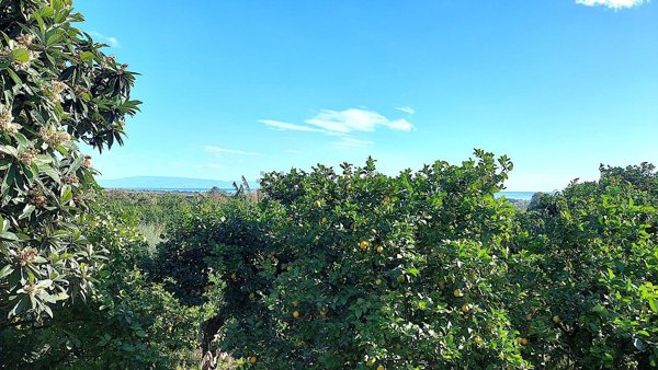 pentavano in vendita a Mascali in zona Nunziata