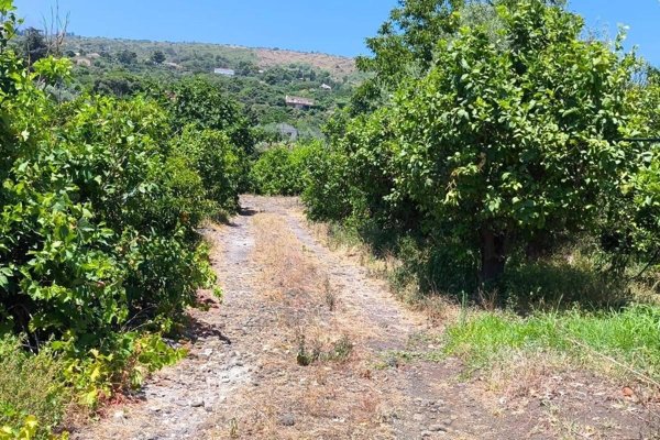 terreno agricolo in vendita a Mascali