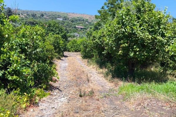 terreno agricolo in vendita a Mascali
