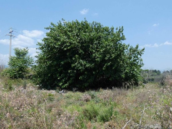 terreno agricolo in vendita a Mascali