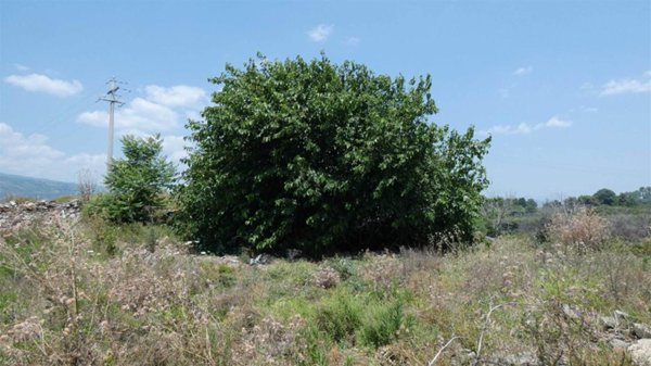 terreno agricolo in vendita a Mascali