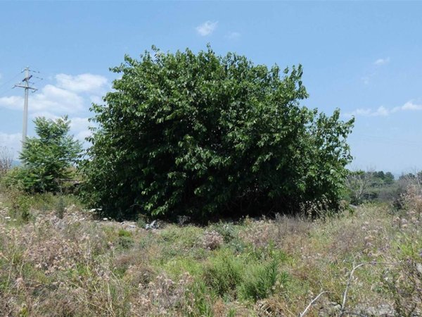 terreno agricolo in vendita a Mascali