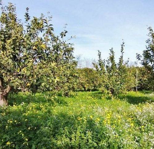 terreno agricolo in vendita a Mascali in zona Fondachello