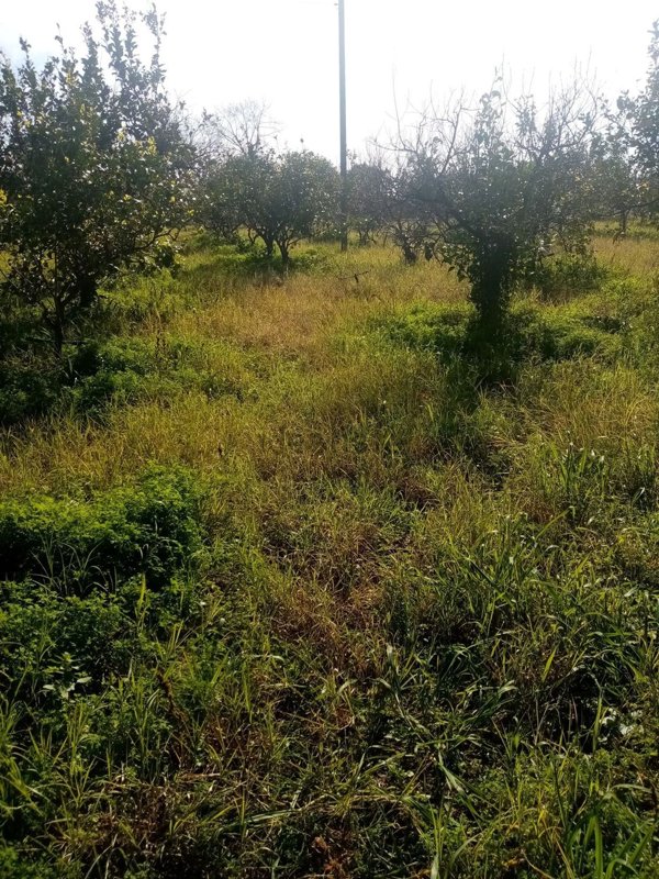 appartamento in vendita a Mascali