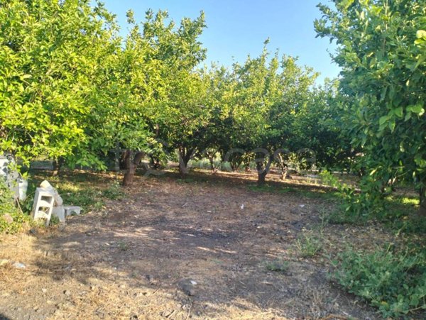 terreno agricolo in vendita a Mascali