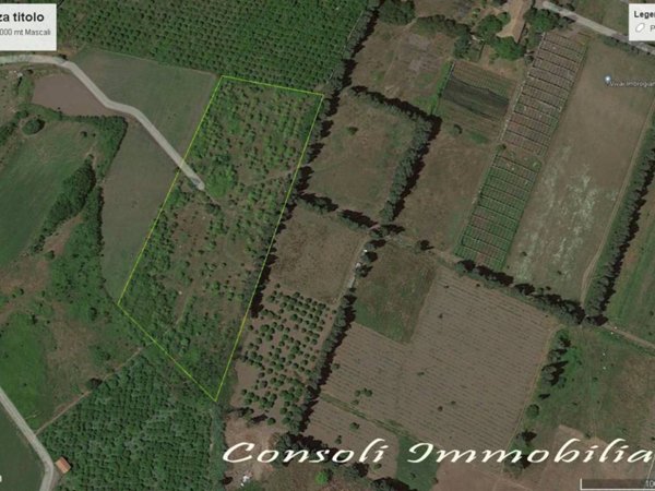 terreno agricolo in vendita a Mascali
