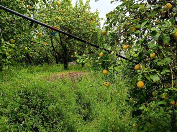 terreno agricolo in vendita a Mascali in zona Nunziata